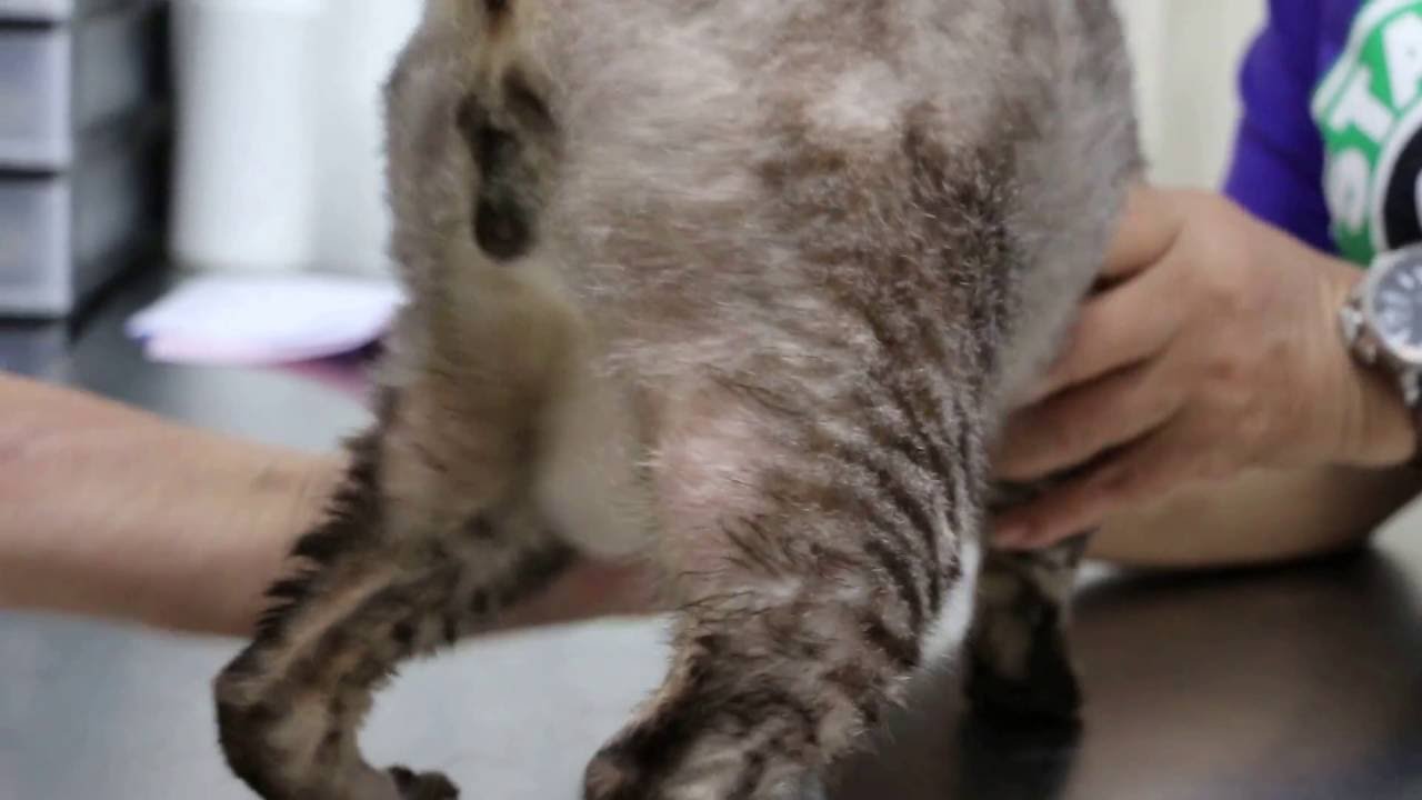 A 6 year old male cat  is constipated 2 months and leaks 