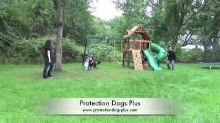 Belgian Malinois Protecting 3 and 6 year old on Command