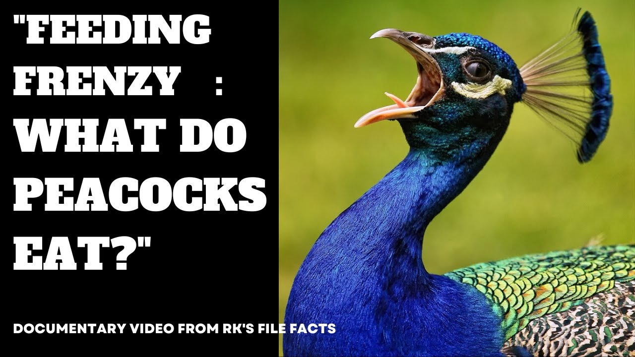Feeding Frenzy What Do Peacocks Eat YouTube feeding frenzy what do peacocks eat youtube