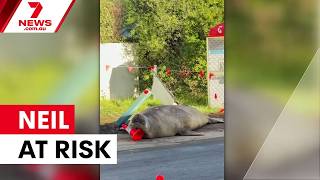Neil the Seal faces relocation threat | 7NEWS