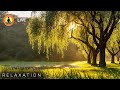 🔴 Relaxing Music 24/7, Healing Music, Meditation Music, Spa Music, Sleep, Zen, Study Music, Rainfall