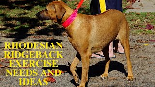 Rhodesian Ridgeback Exercise [Needs and Ideas] by Barkercise 4,489 views 3 years ago 6 minutes, 31 seconds