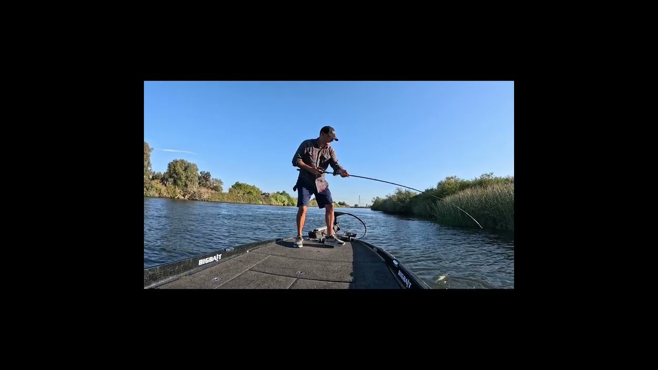 #californiadelta #bigbait #swimbait #fishing #wakebait #bassfishing