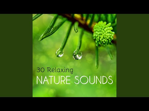 Top Tracks - Spiritual Health Music Academy