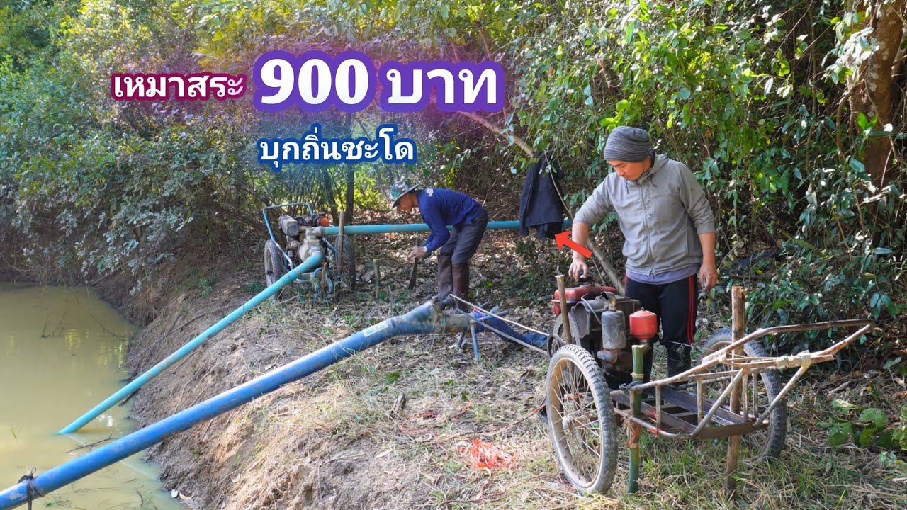 เหมาสระ 900 บาท ถิ่นปลาชะโด เจ้าถิ่นตัวใหญ่จัด / บ้านนอก EP.862