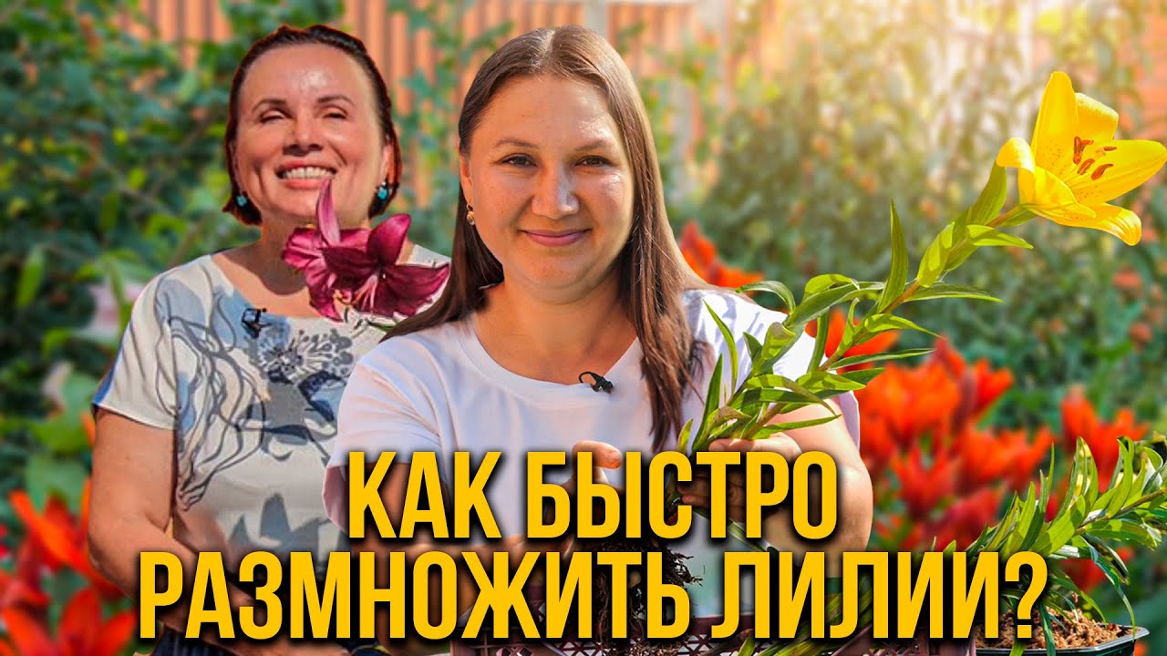 Как быстро размножить лилии?