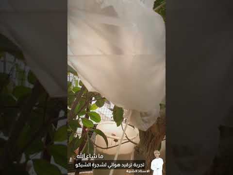 تجربه رقيد هوائي لشجرة التشيكو