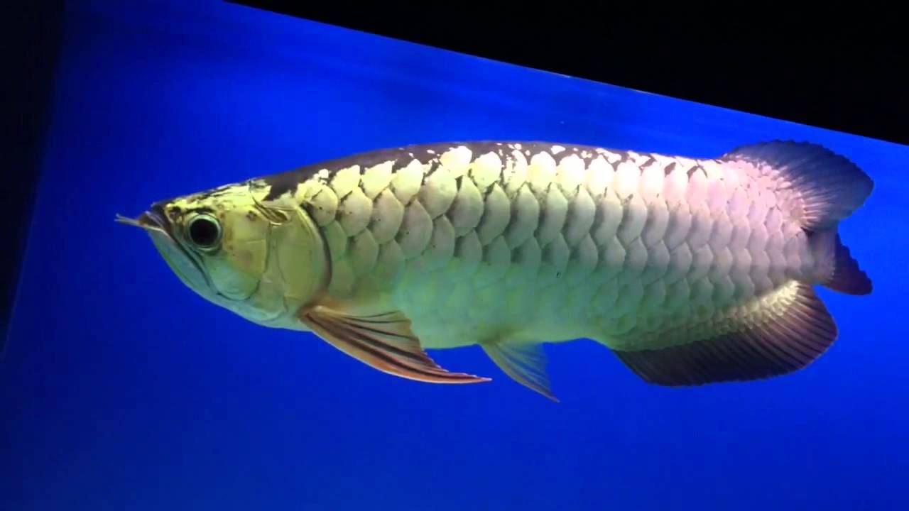 Golden Head Crossback  Xback Arowana  YouTube