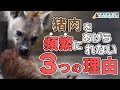 【屠体給餌】ブチハイエナにイノシシ肉を与える取り組みとその課題【千葉市動物公園・公式】