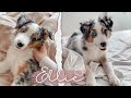 PET TAG | Ellie, a mini amerikai juhász