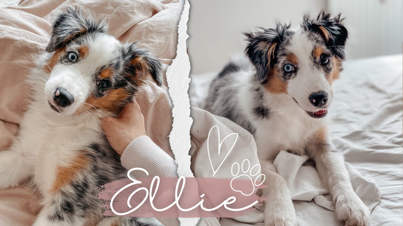PET TAG | Ellie, a mini amerikai juhász