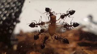 Cremtogaster cerasi quartering a fruit fly. Ants eating Insects