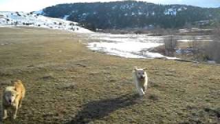 Mattiaci Goldens & Kevlar Kuvasz March 2011 Evening run