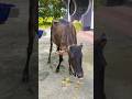 Beautiful Cow Show | #shorts #Atik_Mia_official