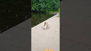 LABUD KOJI JE ODUŠEVIO SVE! 🦢❤️ #shorts