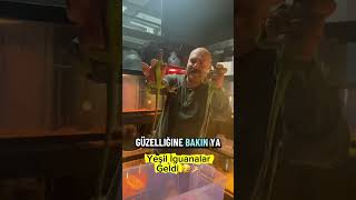 Yeşil İguanalarımız Geldi 🎉🥳