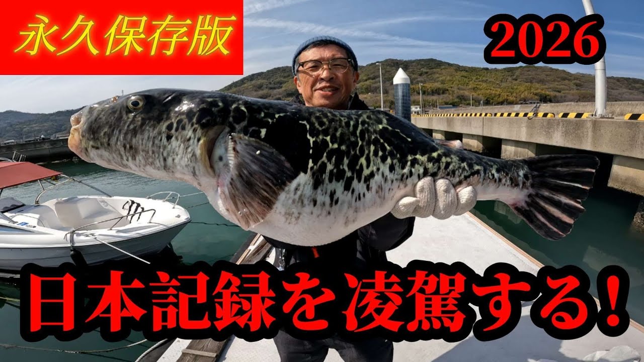 Tiger pufferfish & spotted pufferfish❗ New Kurosaki sightseeing