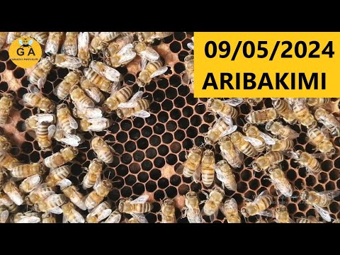 09/05/2024 Yaylaya çıkardığımız arılara bakım yapıyoruz. Beekeeping.