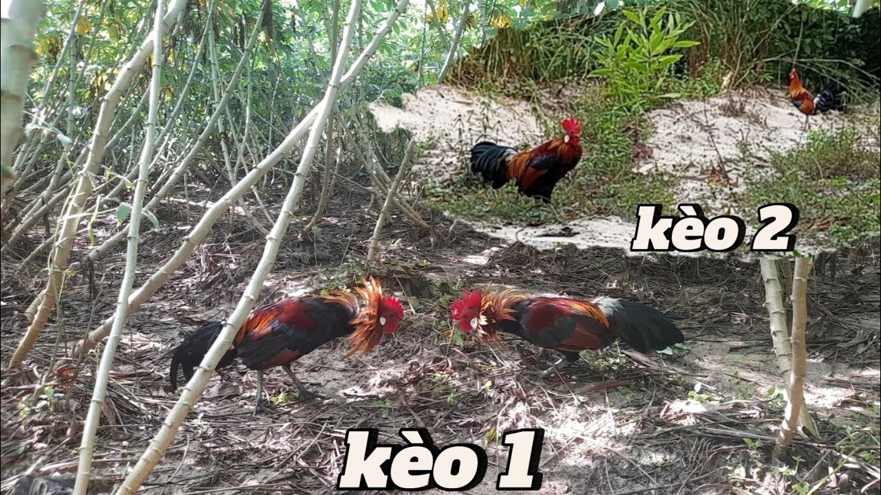 Bẫy Gà Rừng - 2 Kèo Buổi Chiều May Mắn | Hoàng Tây