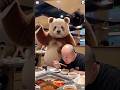 A baby panda knocked someone’s wig off 🐼😂# #trending #cute #cutepanda