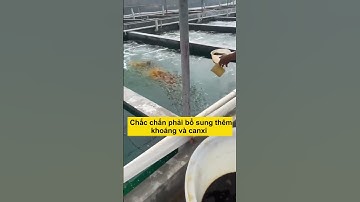 Nuôi tôm trong nhà kinh xuyên đông #vũđứcthiện