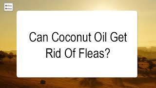 Can Coconut Oil Get Rid Of Fleas