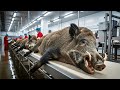 How Farmers Control Wild Hogs – Inside America’s Hidden Food Factory
