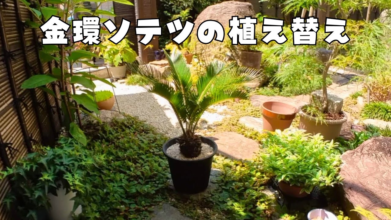 金環ソテツ（蘇鉄）の植え替え - YouTube