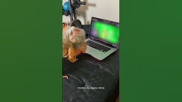 Meet the IGUANA Obsessed with YouTube & Music! 🦎 #shortsvideo