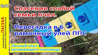 Спасение слабой семьи пчел. Пересадка в 6 рамочный улей ППС. Опыт начинающего пчеловода.