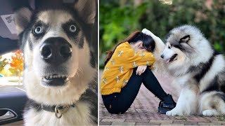 Can Husky Dog Talk and Understand Everything? Funny and Cute Husky Puppies Video Compilation
