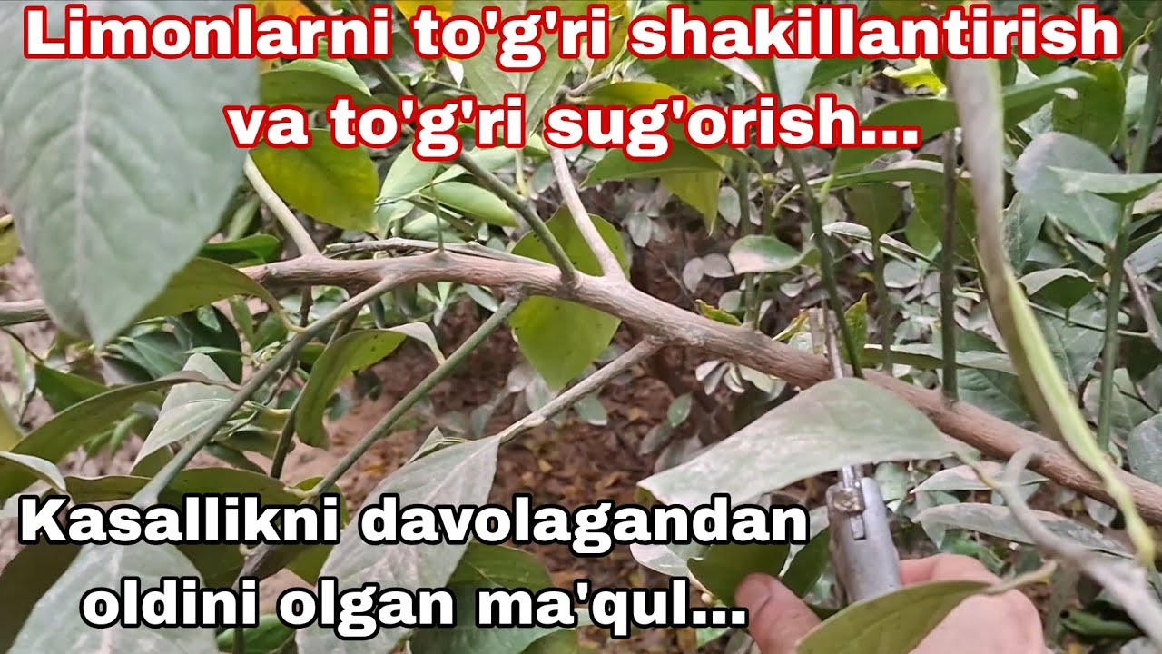 30:01:2026 Namangan Viloyati Limonlarga to'g'ri shakl berish va sug'orish usullari...