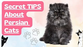 Persian cats wonderful tips top secret by Pet Animal 109 views 11 months ago 3 minutes, 20 seconds