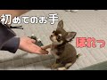 【チワワ】初めてのお手が可愛い過ぎて気絶しちゃう