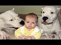 DOGO ARGENTINO DOG BABYSITTER | Dog loves Baby Videos