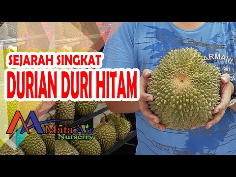 Video: Kenapa durian duri hitam sangat mahal?