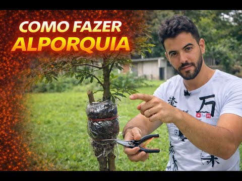 How to do air layering and cuttings 🌞☤ bonsai propagation