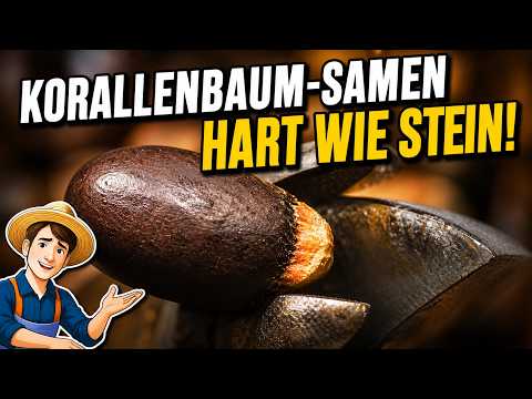 Korallenbäume & Samenvorbehandlung – meine Methoden