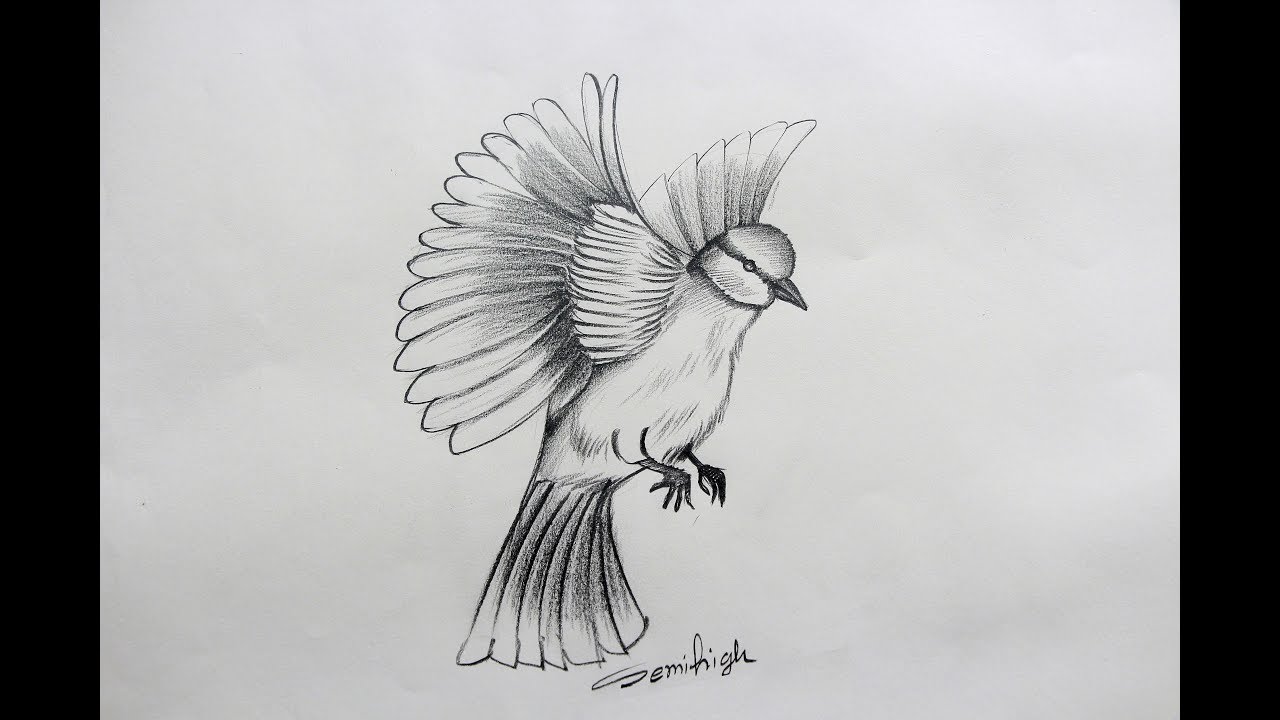 Animal/bird pencil sketching/drawing :: Behance