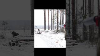 Moose at Close Range | Real Hunting Experience”#snow #oxota #jabali #chase #shorts #hog
