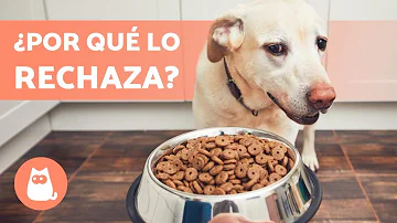 ¿Por qué mi perro no come su pienso pero sí las golosinas?