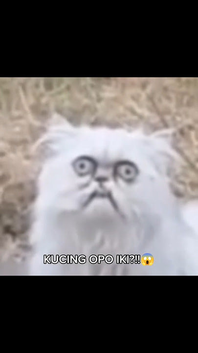 𝐊𝐮𝐜𝐢𝐧𝐠 𝐎𝐩𝐨 𝐈𝐤𝐢 😭 || #fypシ゚ #kucing #kucinglucu