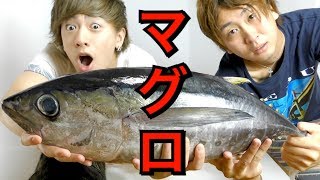 【気まぐれクック 実写化】巨大マグロを１本丸ごとさばいてみた！！