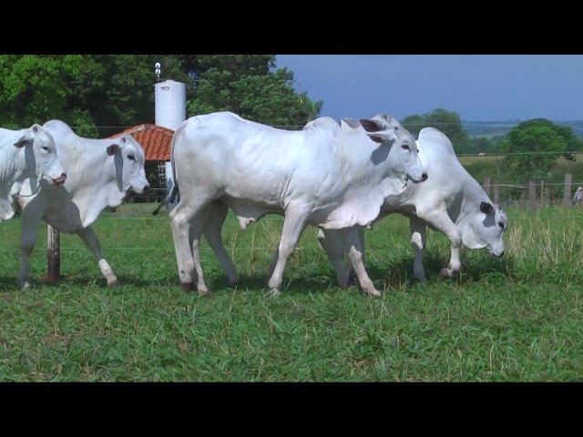 LOTE 39   14454 14494 14511 14551 14686 14764 mp4