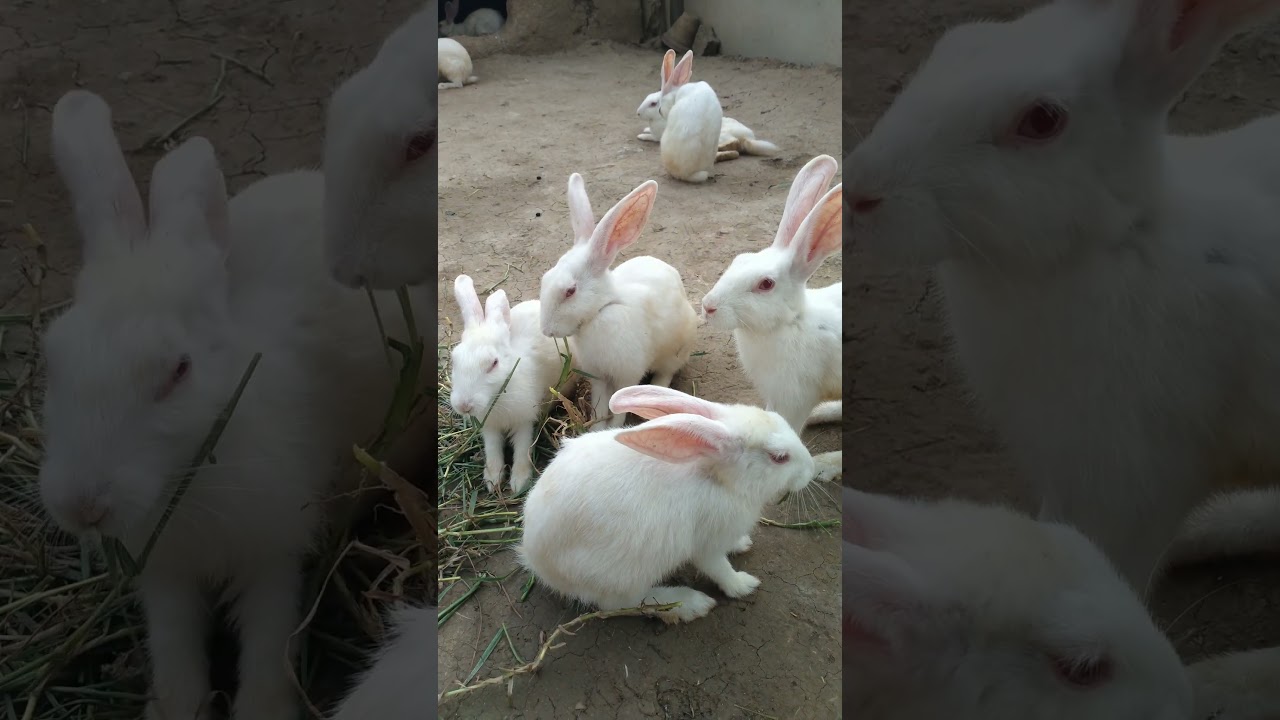 Bunny Licking Its Tiny Paws 🐾🐰 
