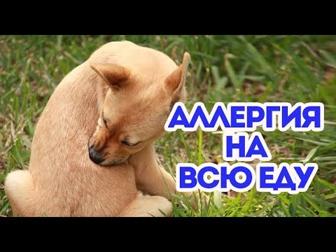 У собаки аллергия на любую еду, как лечить? Водка и яйцо. ВетОтвет.