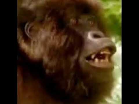 Gorilla Snarl 🦍 🔊 Youtube 