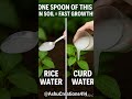 Rice Water or Curd Water? Fast Growth Hack for Plants! 🍚⚡🌱#GardeningTips #AshuCreations414 #Shorts