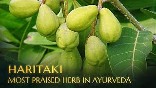 Haritaki - The Most Praised, Amazing Herb From Ayurveda