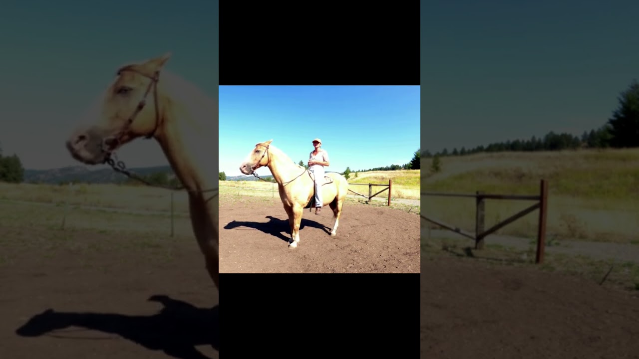 WATCH THE HORSES EARS TO IMPROVE YOUR RIDING!!!🐎